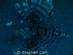 i took this photo of a Lion fish on Ras Bob Reef, by Stephen Carr 